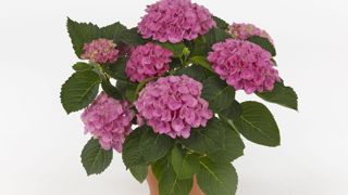 Hydrangea macrophylla ‘Hocomagicevo’ (Magical Evolution)